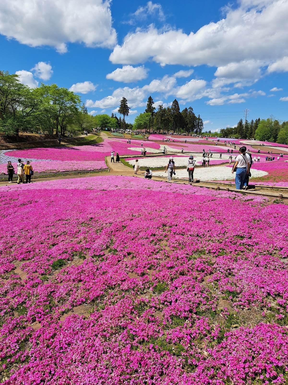 羊山公園 芝桜の丘と秩父市街展望散歩 の写真 2