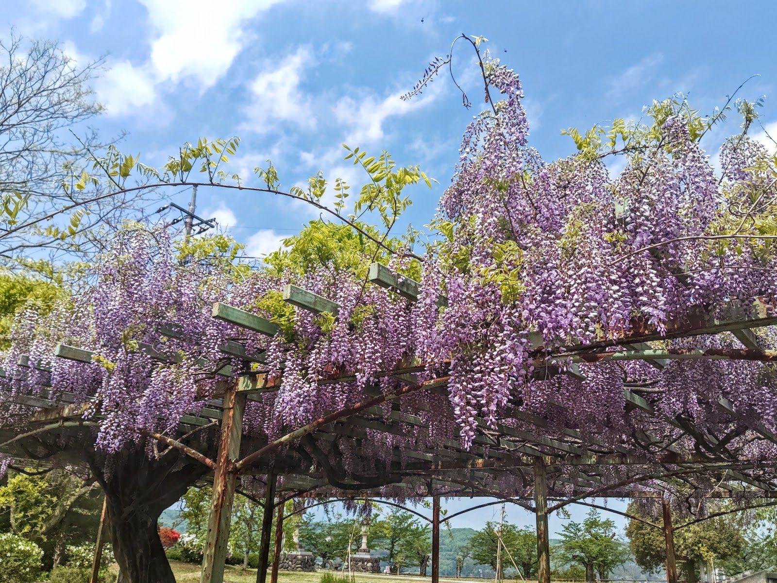羊山公園 芝桜の丘と秩父市街展望散歩 の写真 4