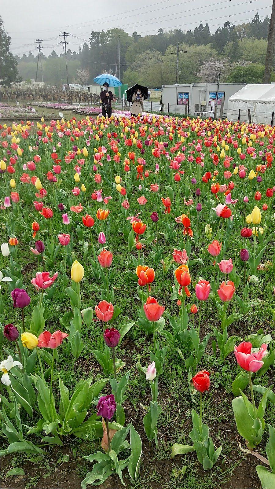 羊山公園 芝桜の丘と秩父市街展望散歩 の写真 1