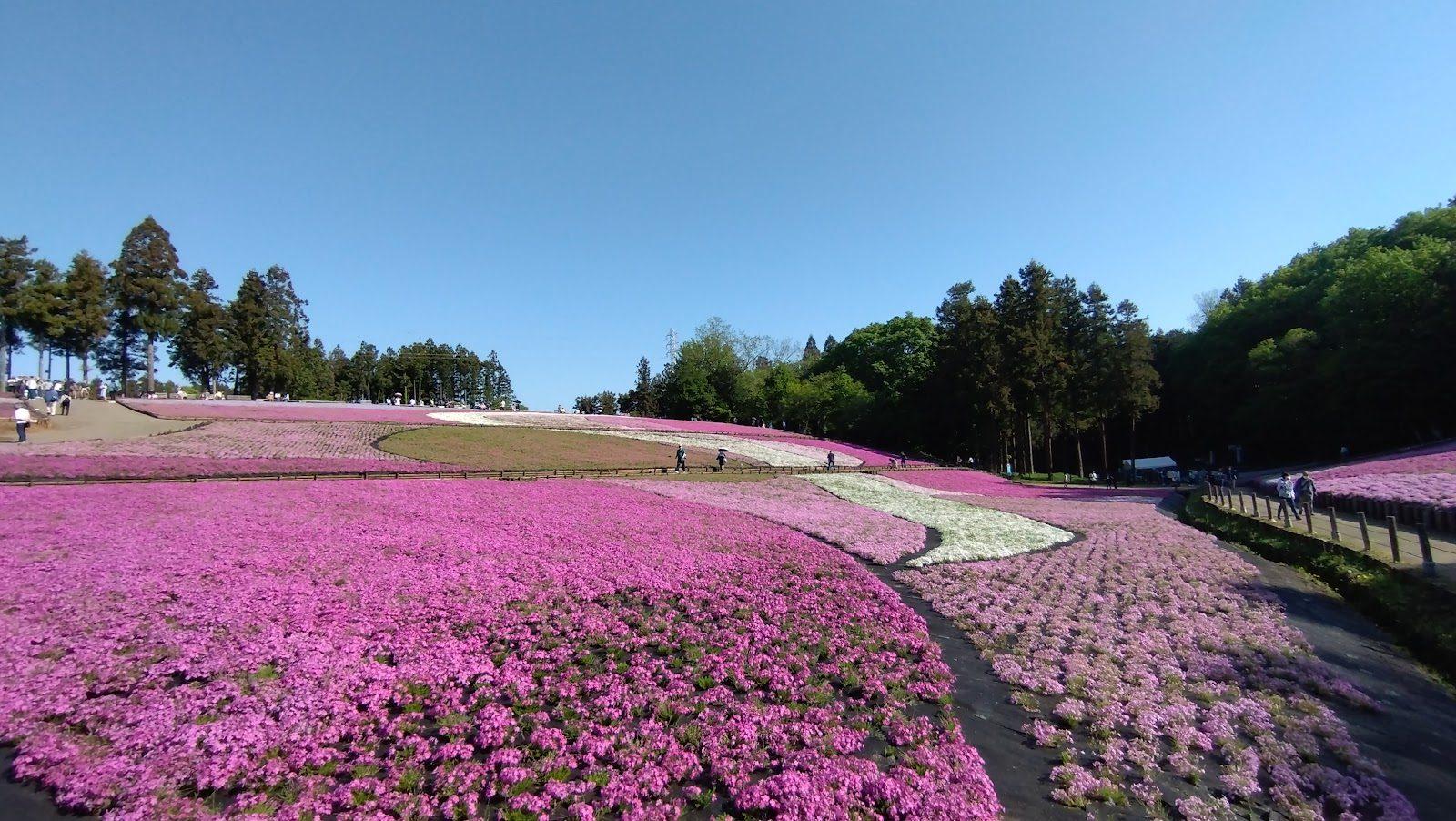 羊山公園 芝桜の丘と秩父市街展望散歩