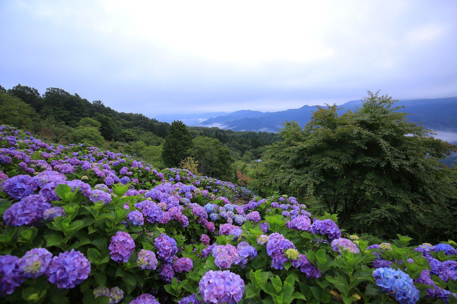 美の山公園 ツツジ・アジサイ周回散歩（皆野町・蓑山）