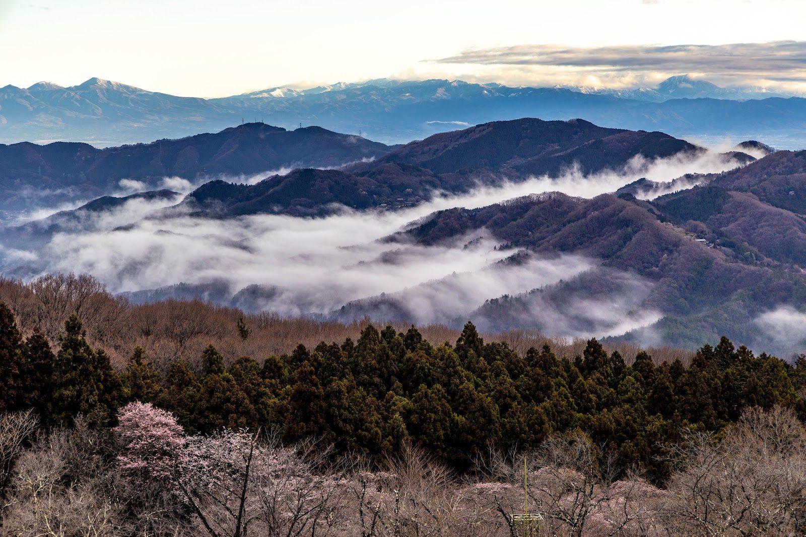 美の山公園 ツツジ・アジサイ周回散歩(皆野町・蓑山) の写真 3