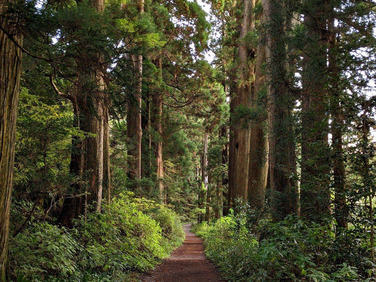 芦ノ湖湖畔散歩コース（元箱根港〜箱根公園）