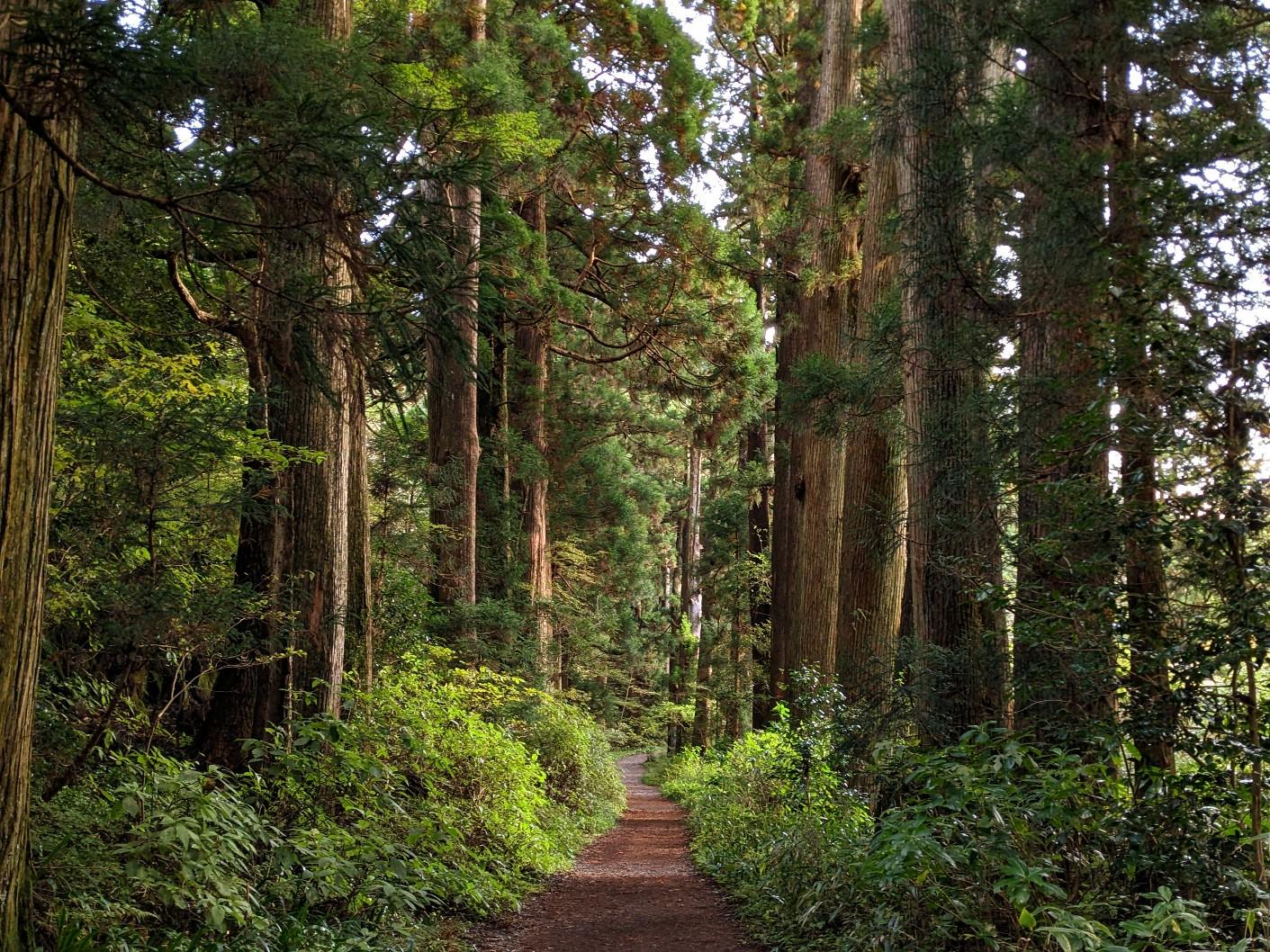 旧東海道 箱根宿の杉並木