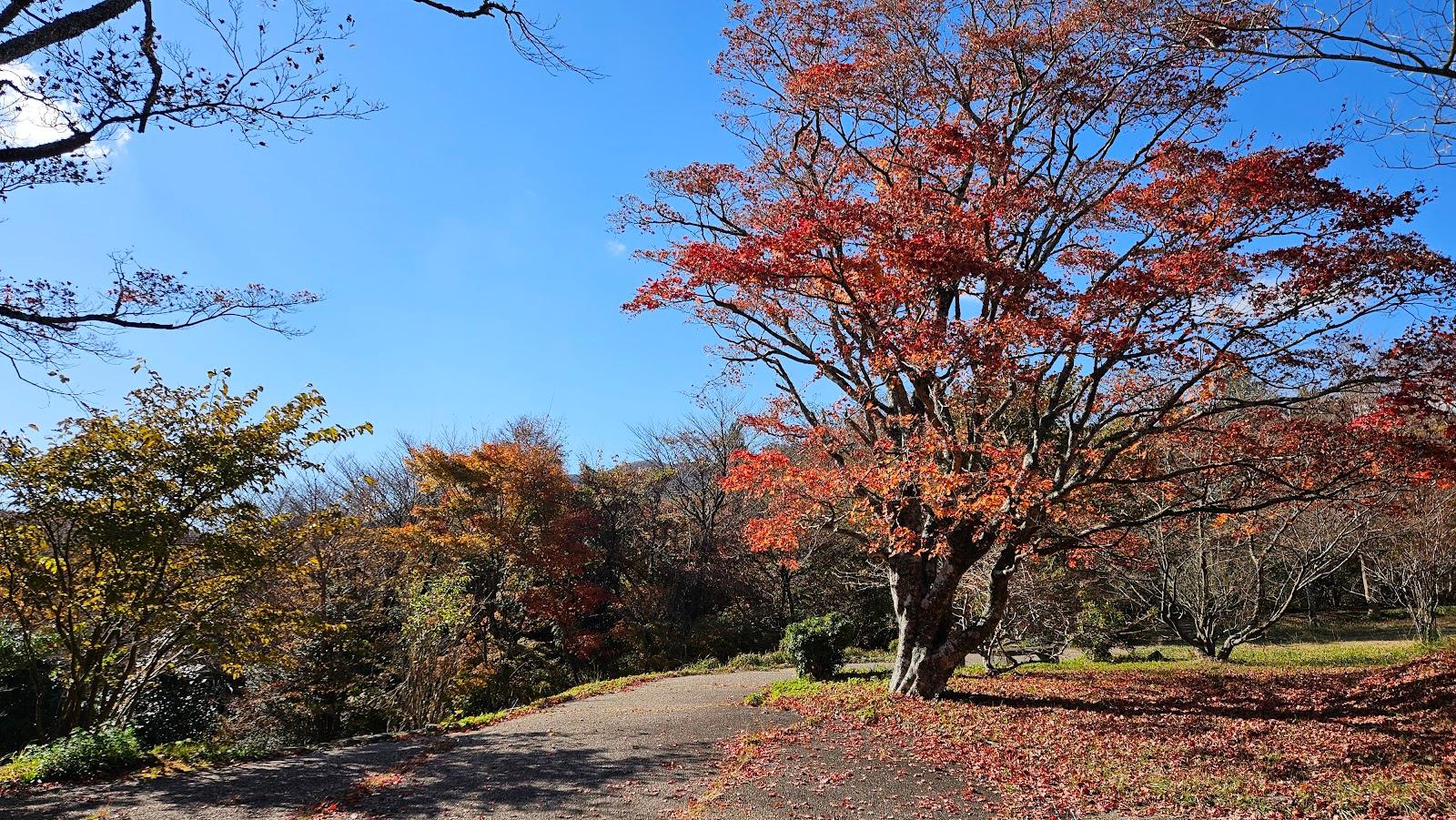 箱根ビジターセンター 紅葉の道