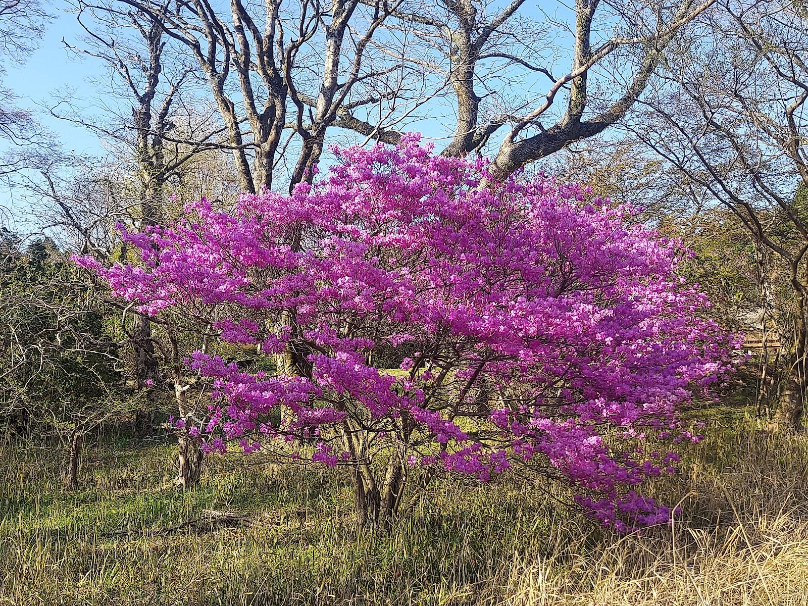 箱根ビジターセンター ツツジ広場