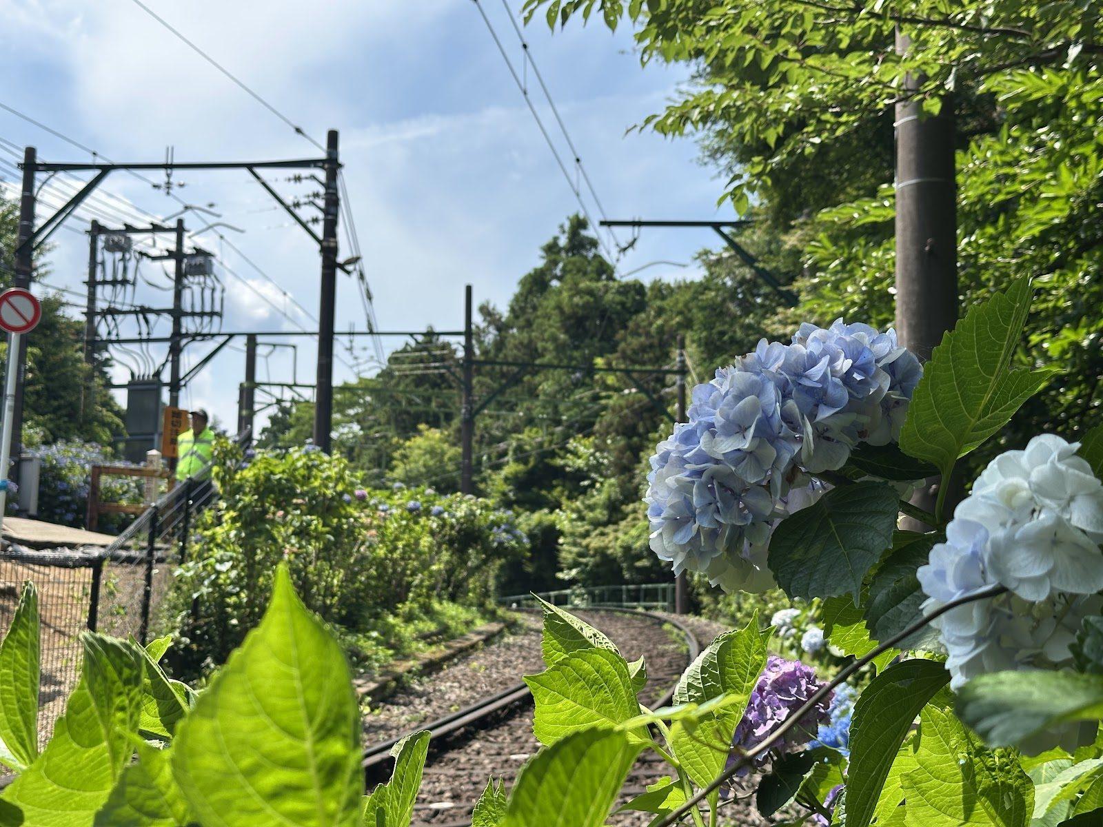 箱根登山ケーブルカー あじさい区間
