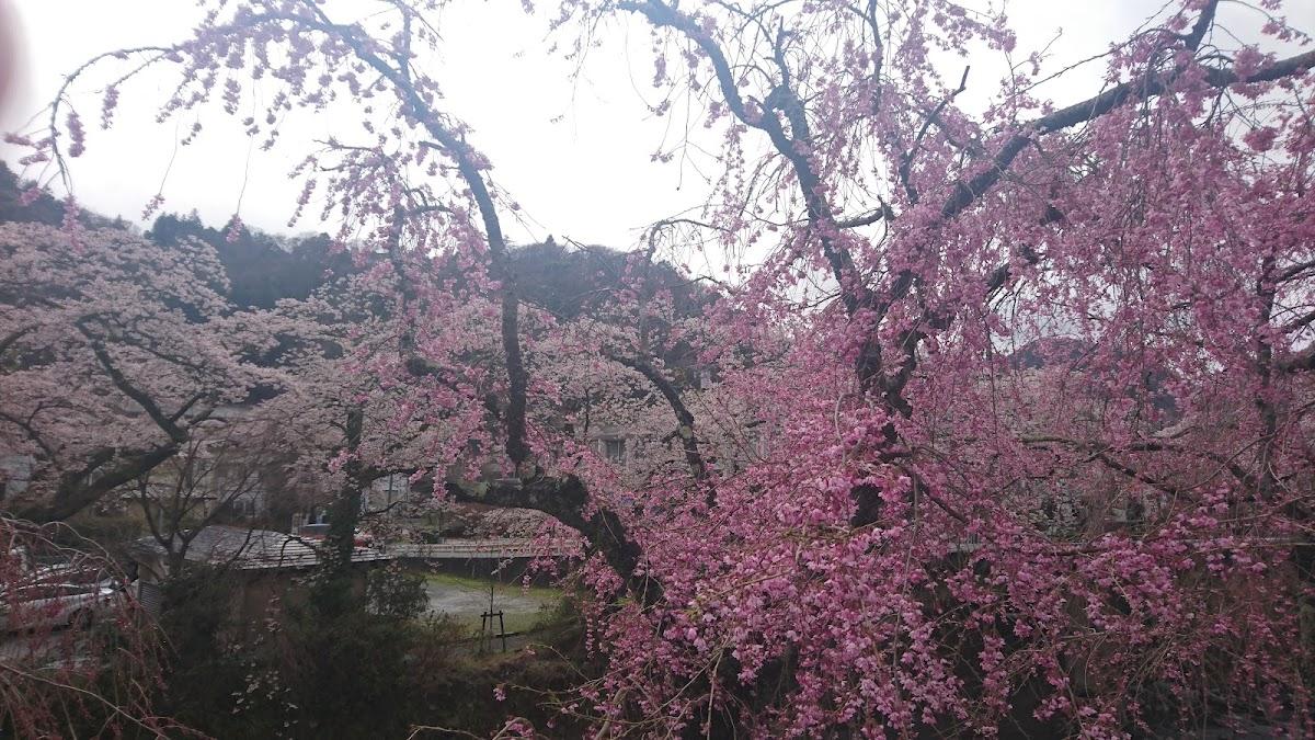 宮城野橋 桜並木折り返し