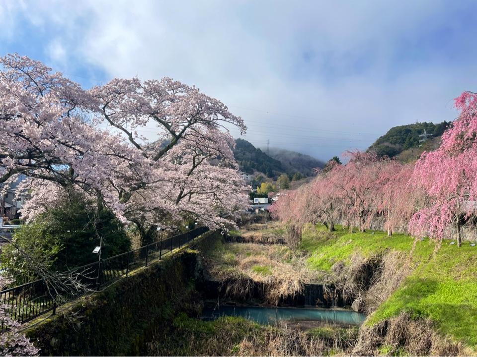早川堤の桜トンネル