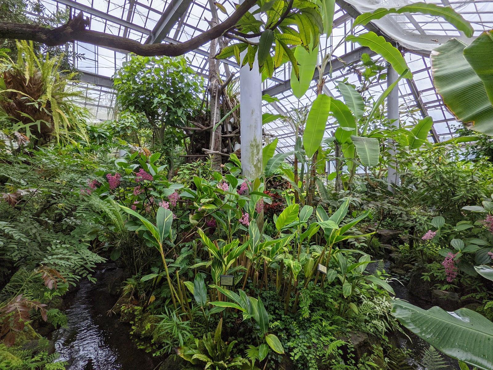 箱根強羅公園 四季の花々散歩コース の写真 7
