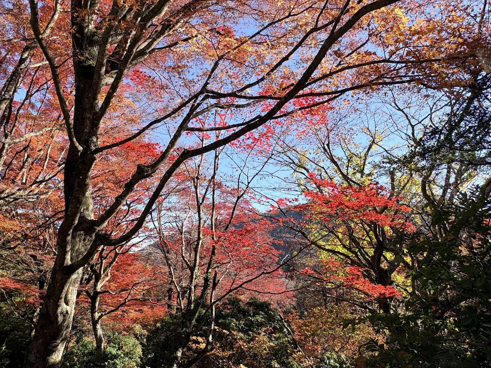 千条の滝 森の散策コース の写真 4