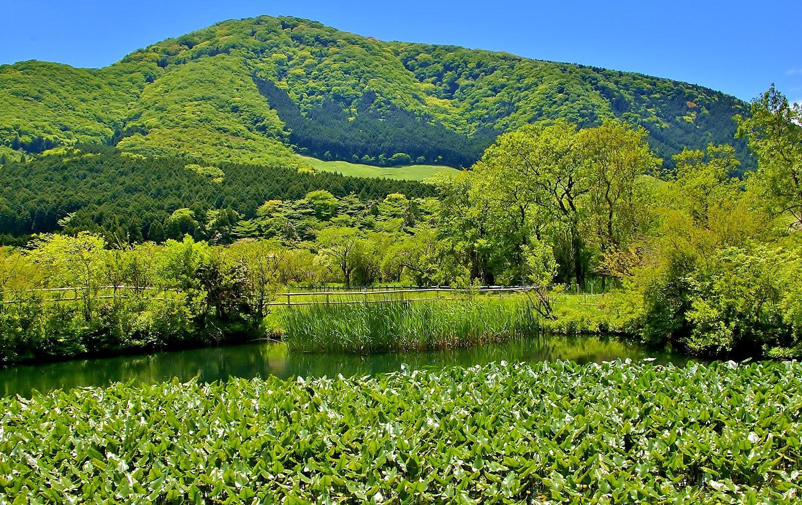 箱根湿生花園 四季の湿生植物を巡る散策コース の写真 1