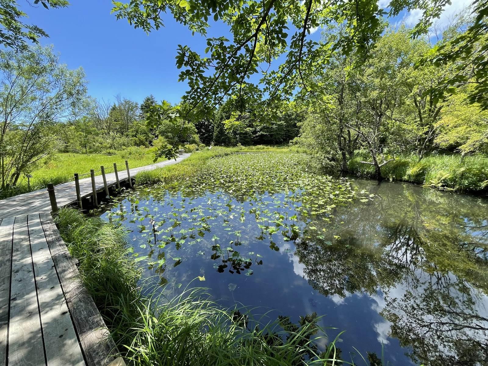箱根湿生花園 四季の湿生植物を巡る散策コース の写真 2