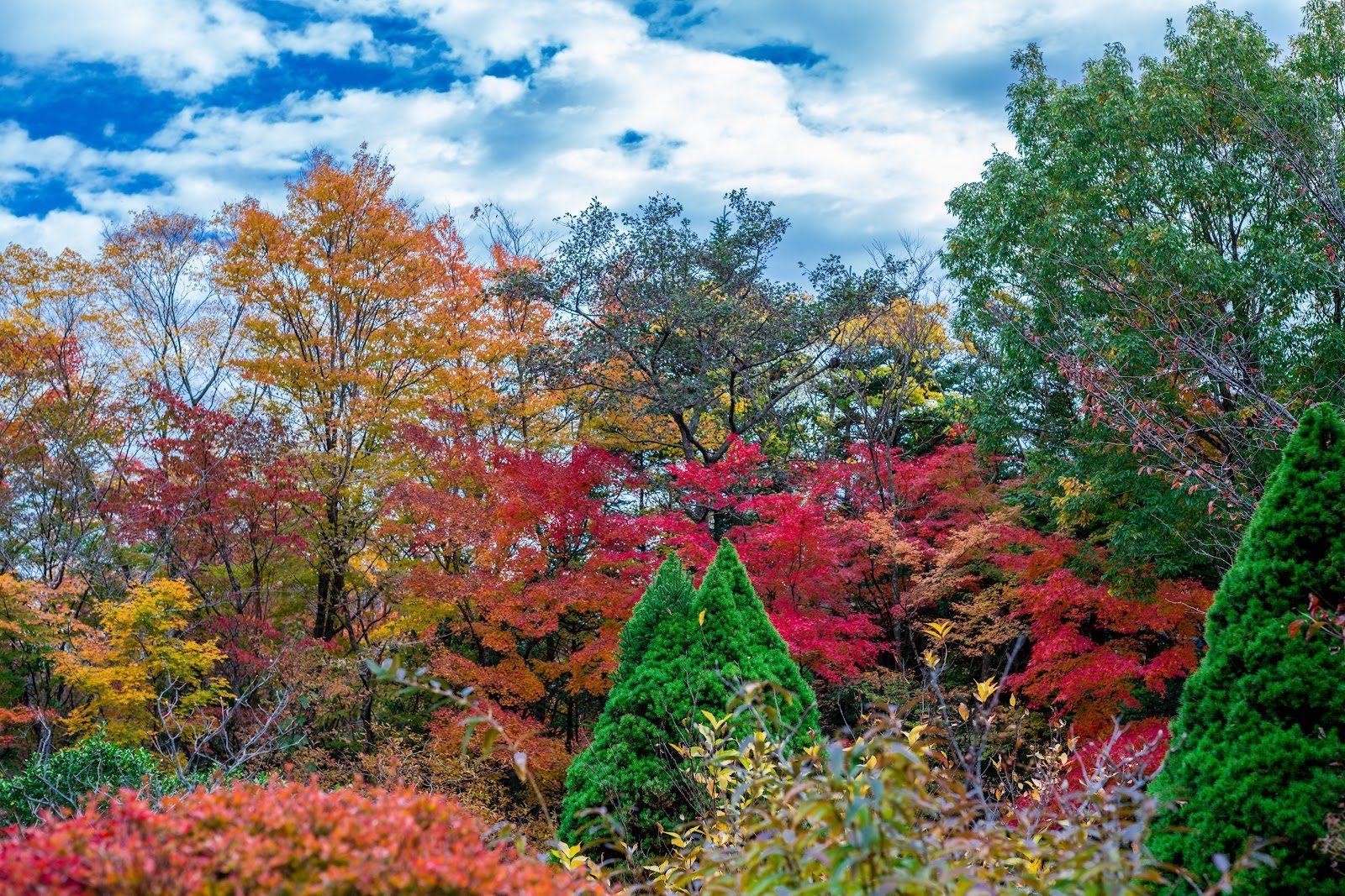箱根湿生花園 四季の湿生植物を巡る散策コース の写真 3
