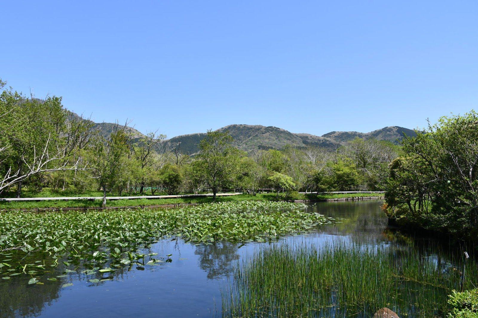箱根湿生花園 四季の湿生植物を巡る散策コース