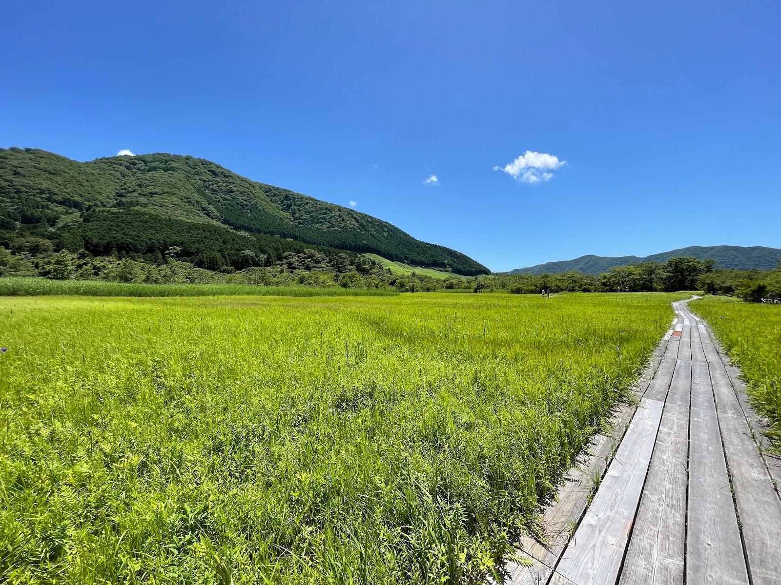 仙石原湿原 復元エリア