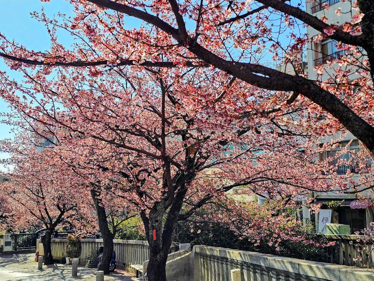 熱海 糸川桜とサンビーチの海辺散歩