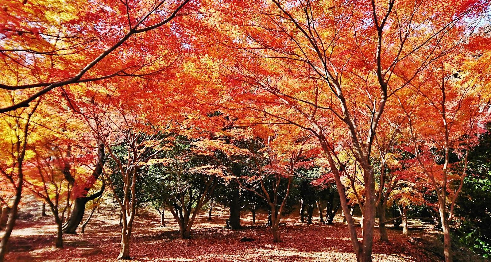 一碧湖 紅葉広場