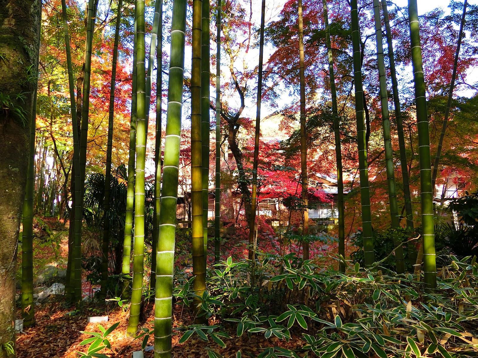 修善寺温泉 竹林の小径