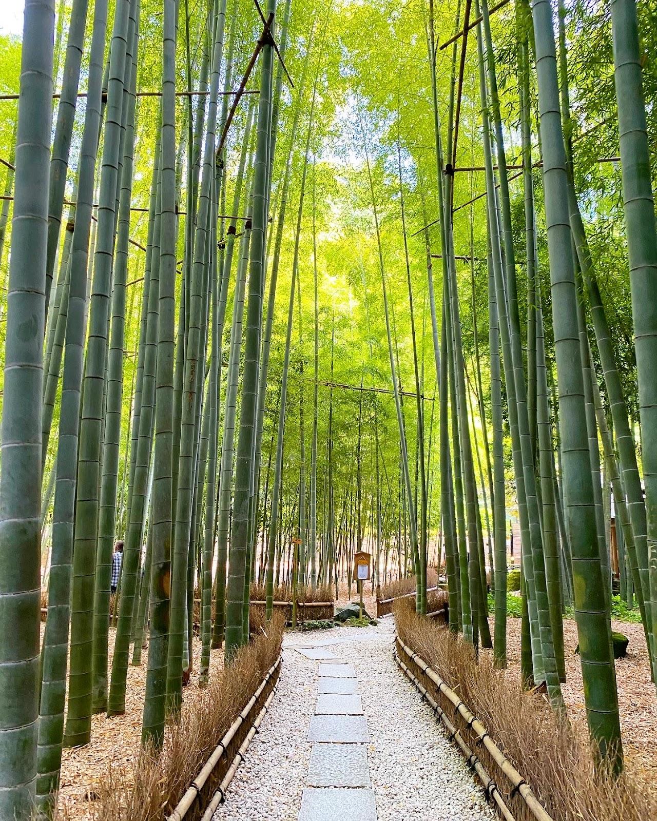 報国寺 竹の庭
