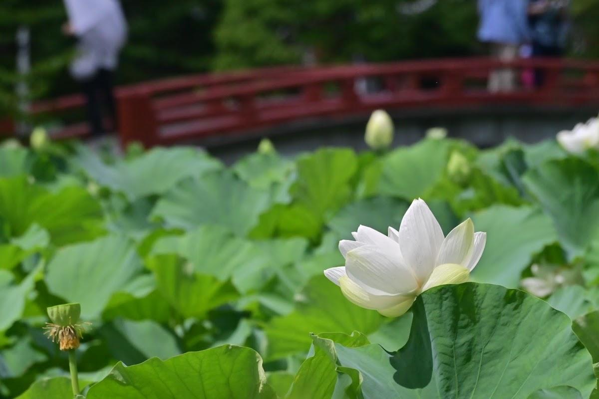 鶴岡八幡宮〜小町通り 鎌倉王道散歩