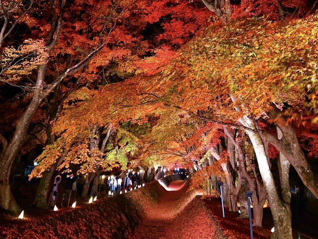 河口湖 もみじ回廊〜大石公園 富士山ビュー散歩 の写真 2