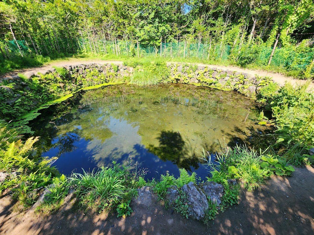 忍野八海 湧池