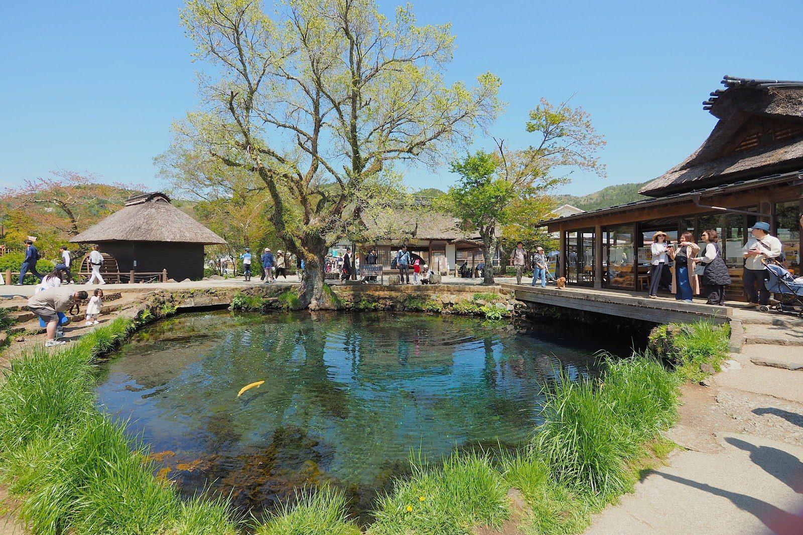 忍野八海 富士の湧水池めぐり の写真 2