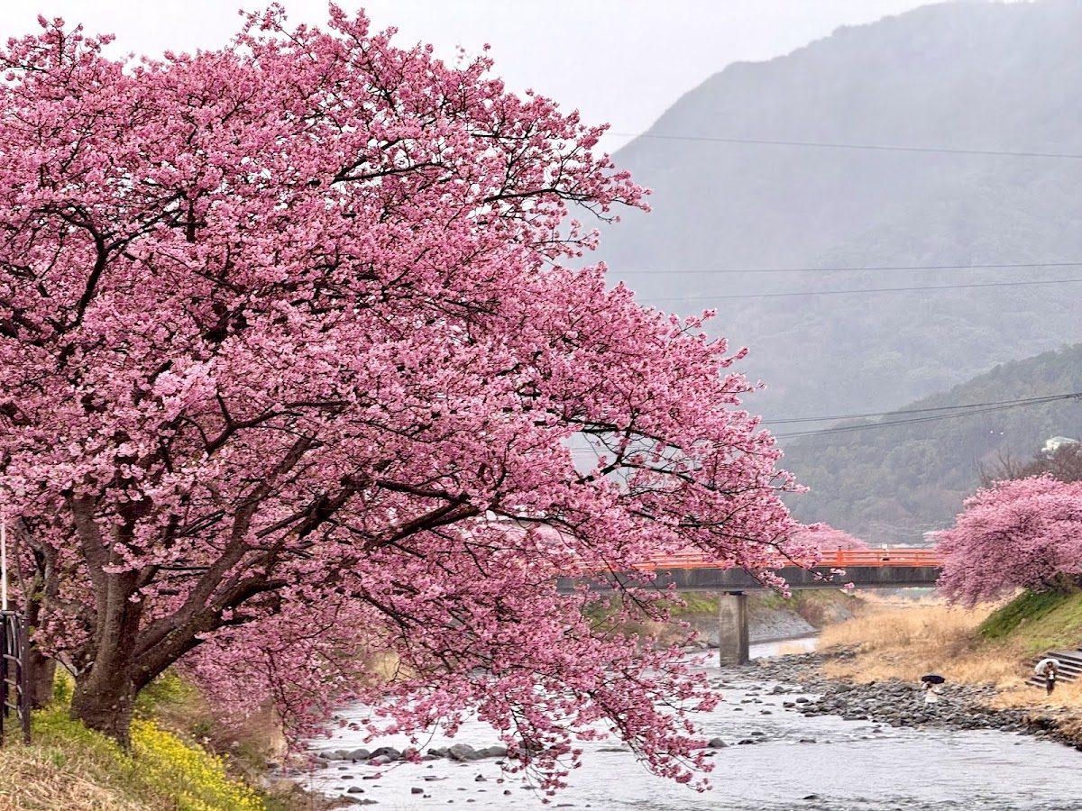 河津桜並木 河津川沿い早春さんぽ