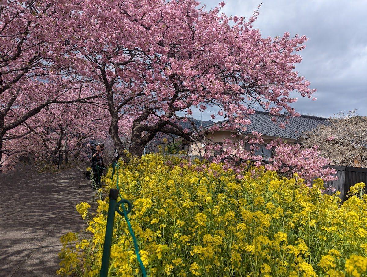 河津桜並木 河津川沿い早春さんぽ の写真 1