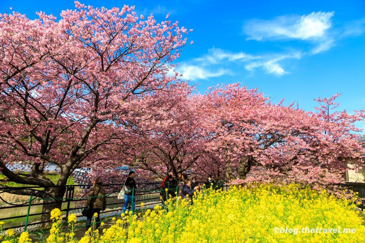 河津桜並木 河津川沿い早春さんぽ の写真 3
