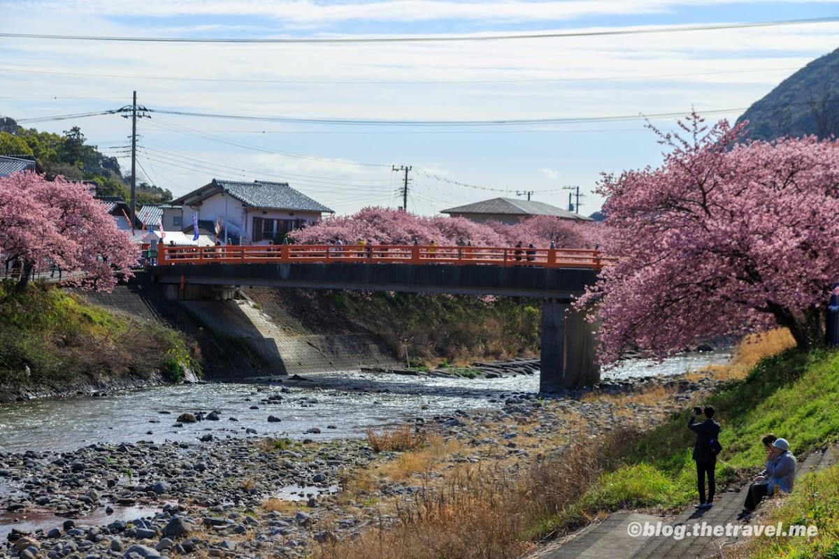 豊泉橋 桜のトンネル