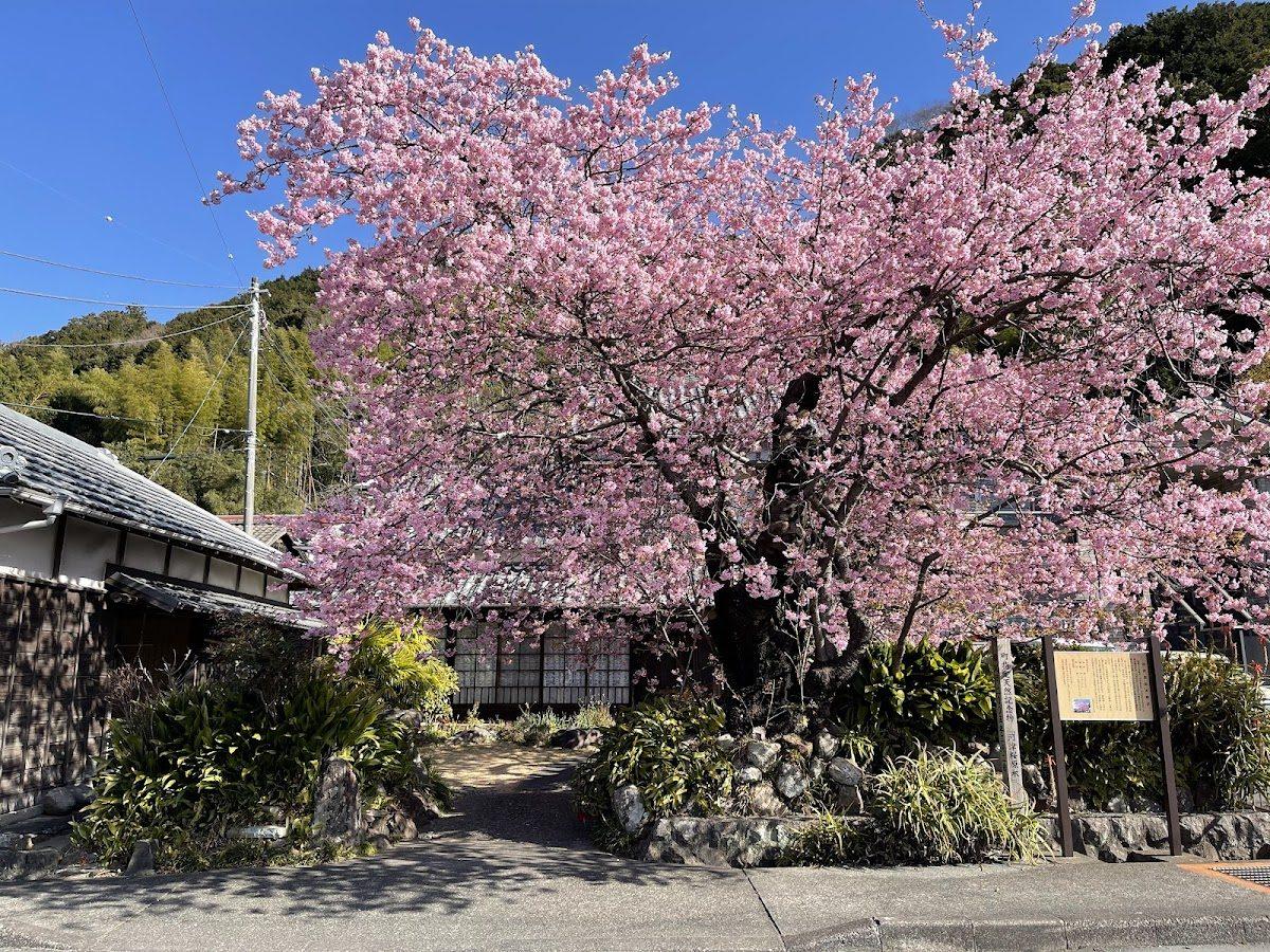 河津桜 原木