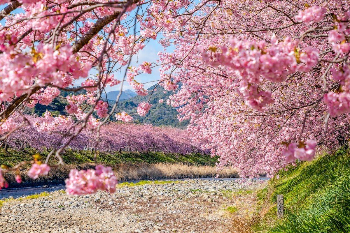 菜の花ロード 河津川中流