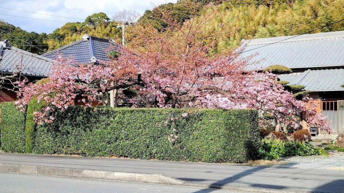 河津桜並木 下流エリア(河津川中〜下流)