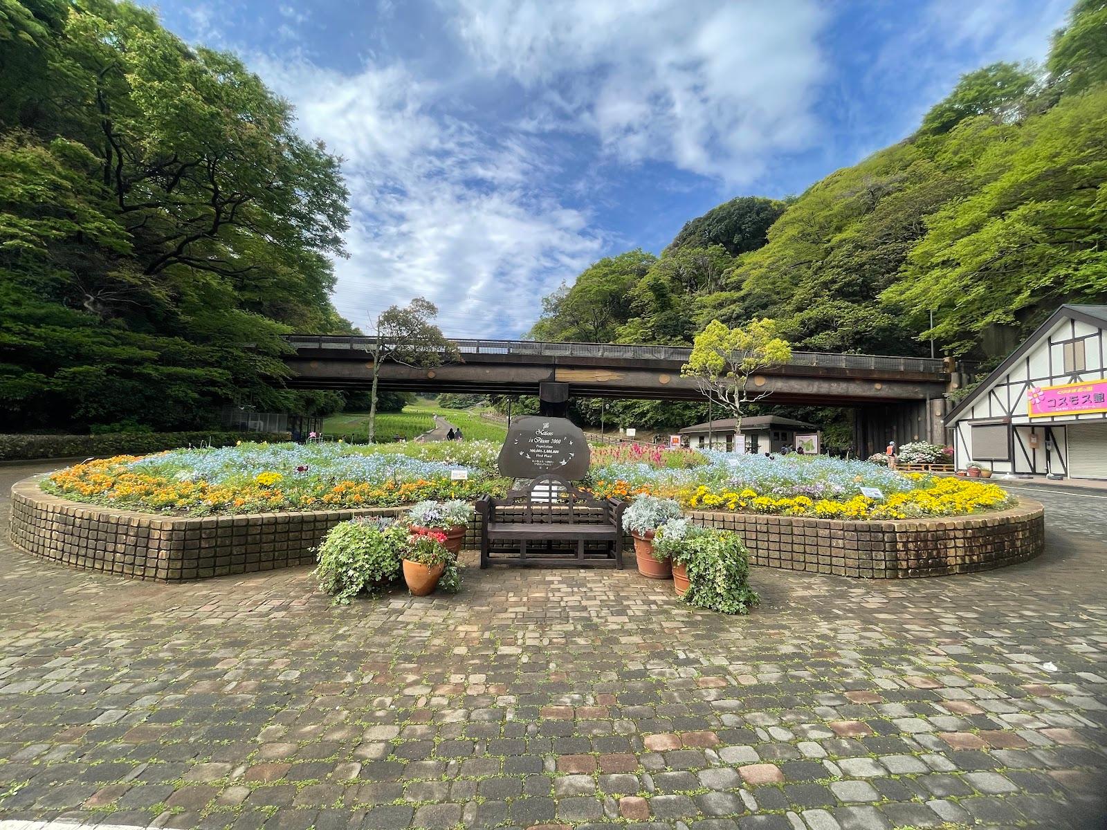 くりはま花の国 花畑の丘陵散策 の写真 2