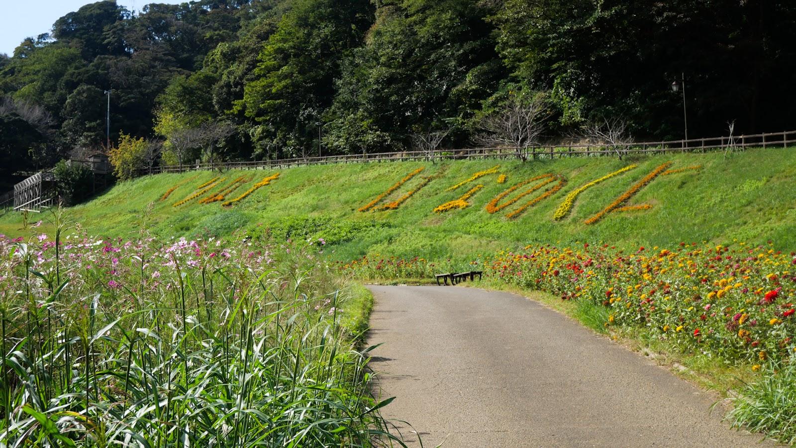 くりはま花の国 花畑の丘陵散策 の写真 6