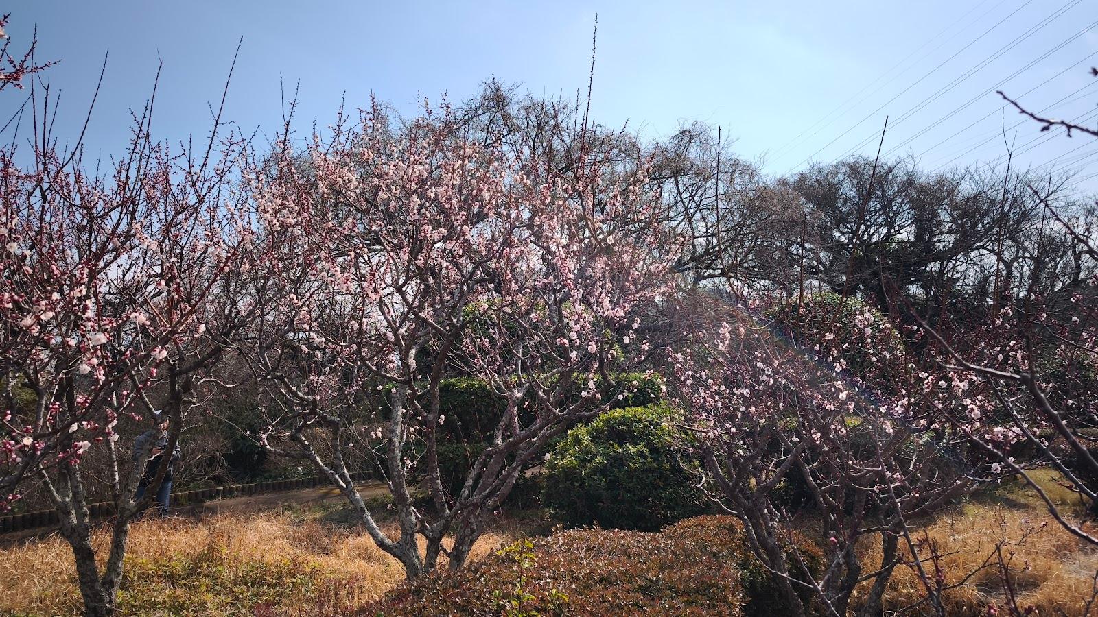 くりはま花の国 県木の広場