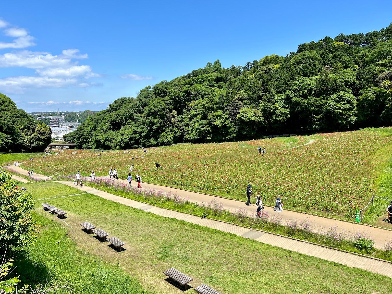 くりはま花の国 ポピーコスモス園