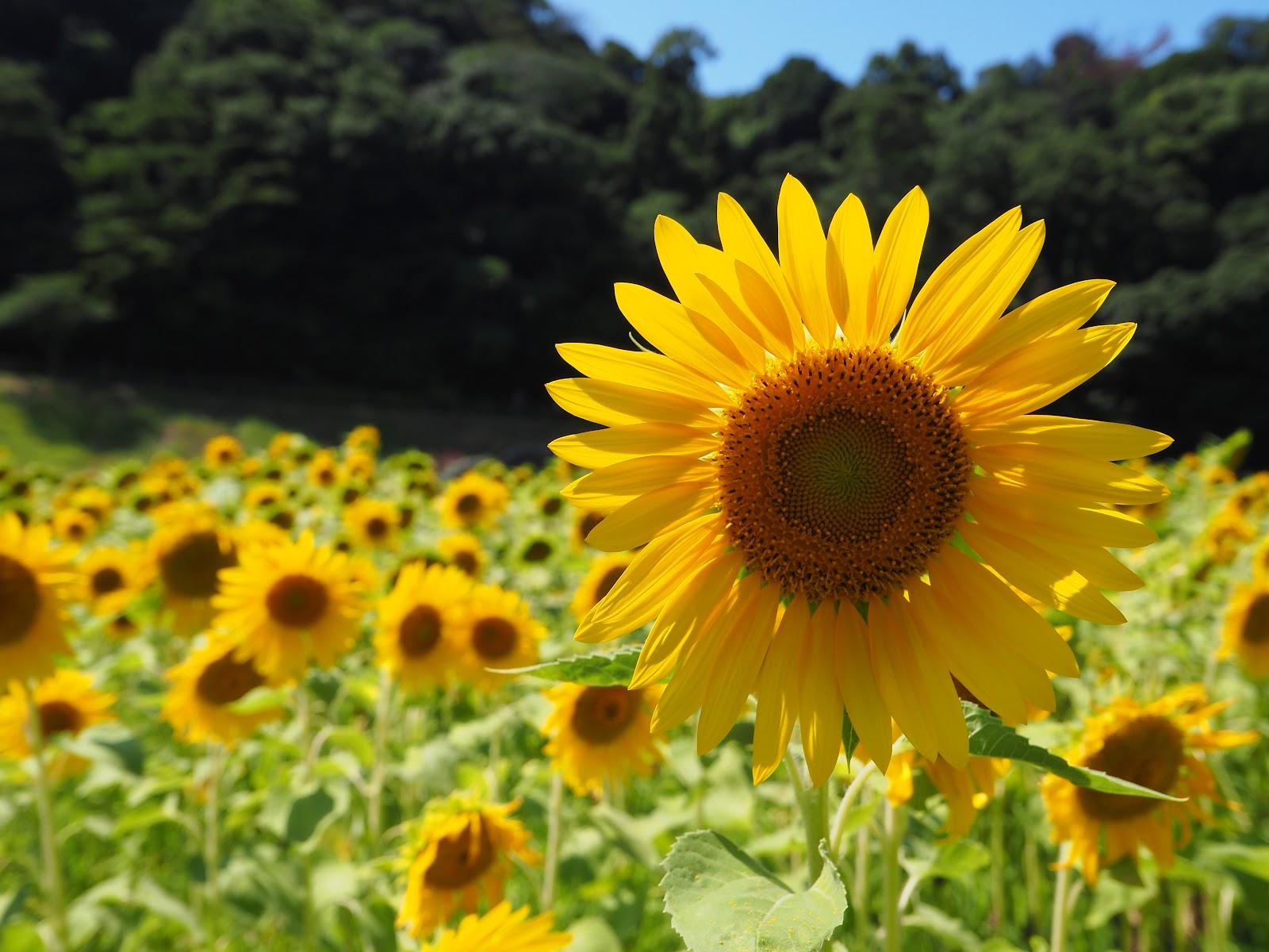 くりはま花の国