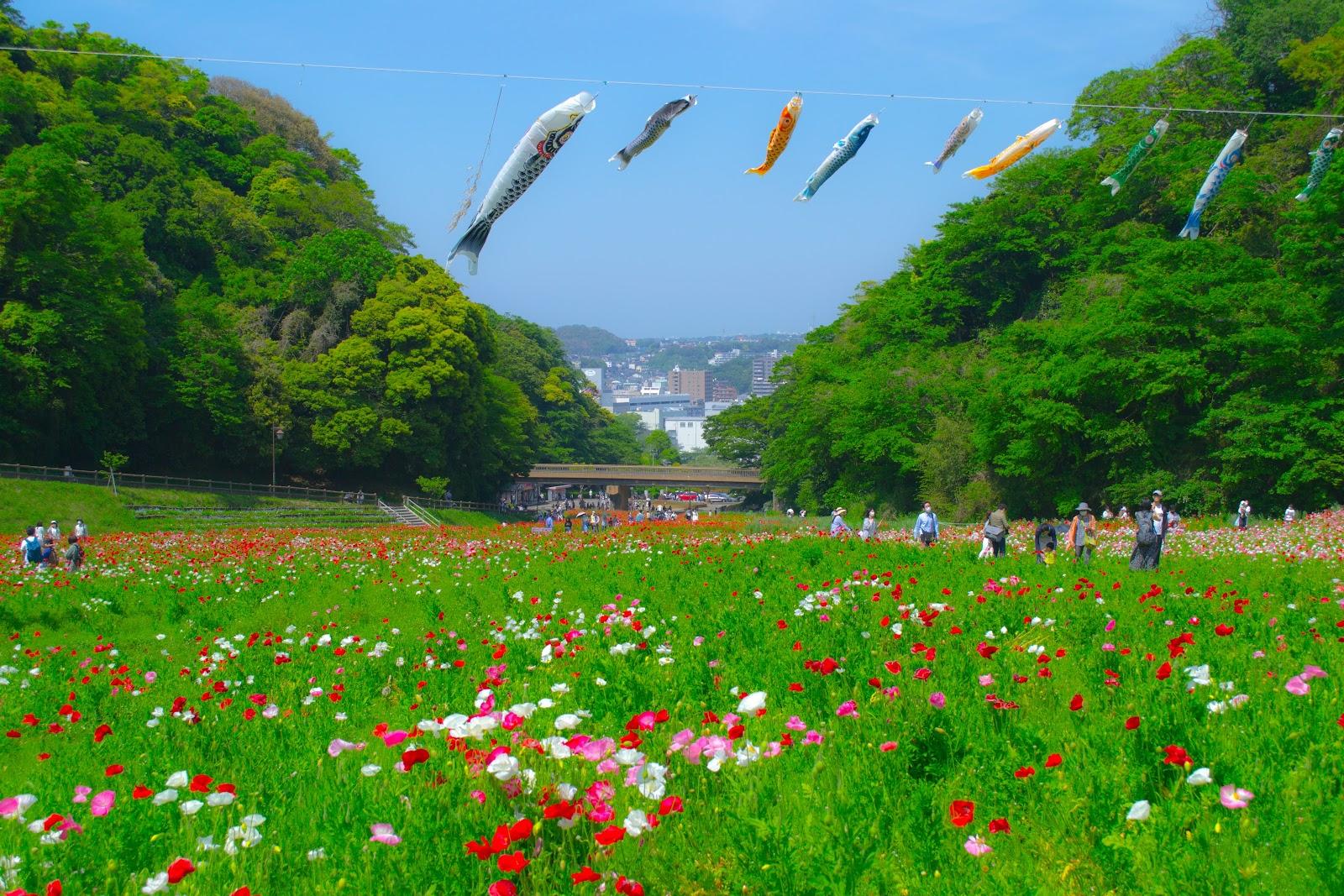 くりはま花の国 花畑の丘陵散策 の写真 1