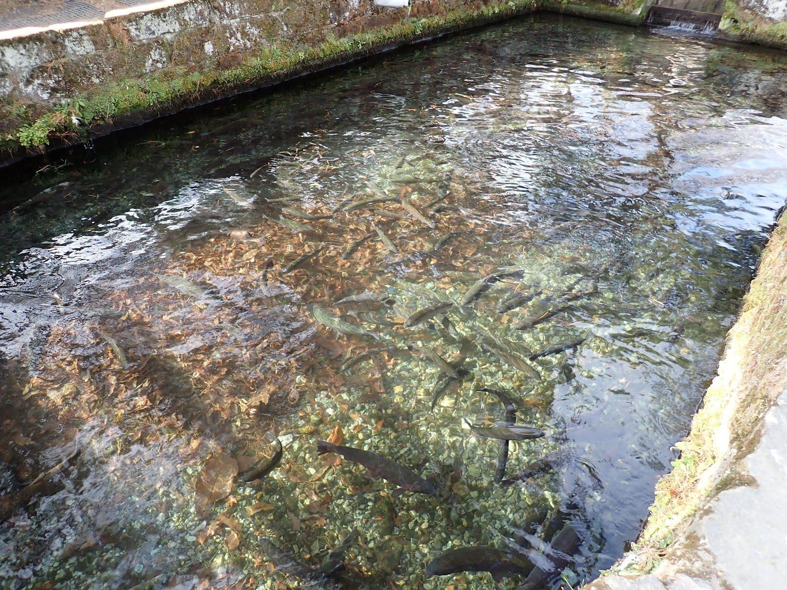 ニジマス釣り堀