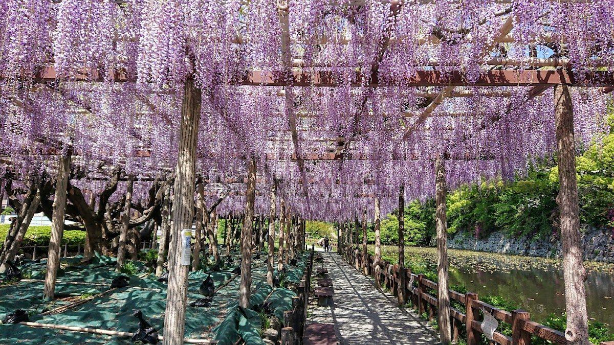 小田原城址と御幸の浜 城下町から海への散歩 の写真 4