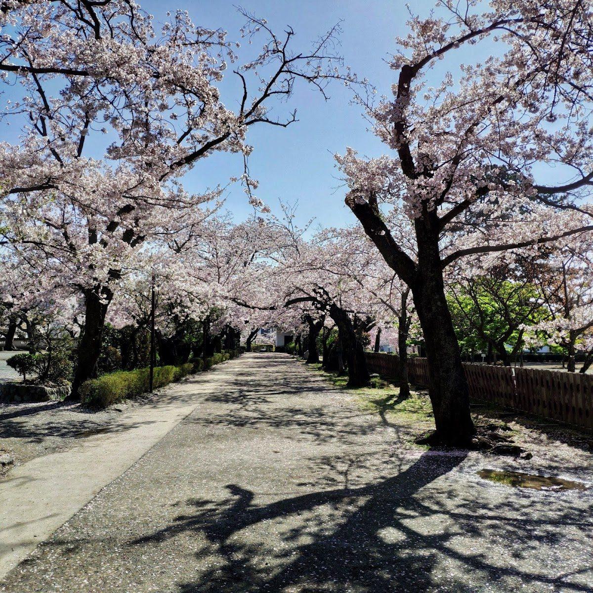 小田原城址と御幸の浜 城下町から海への散歩 の写真 5