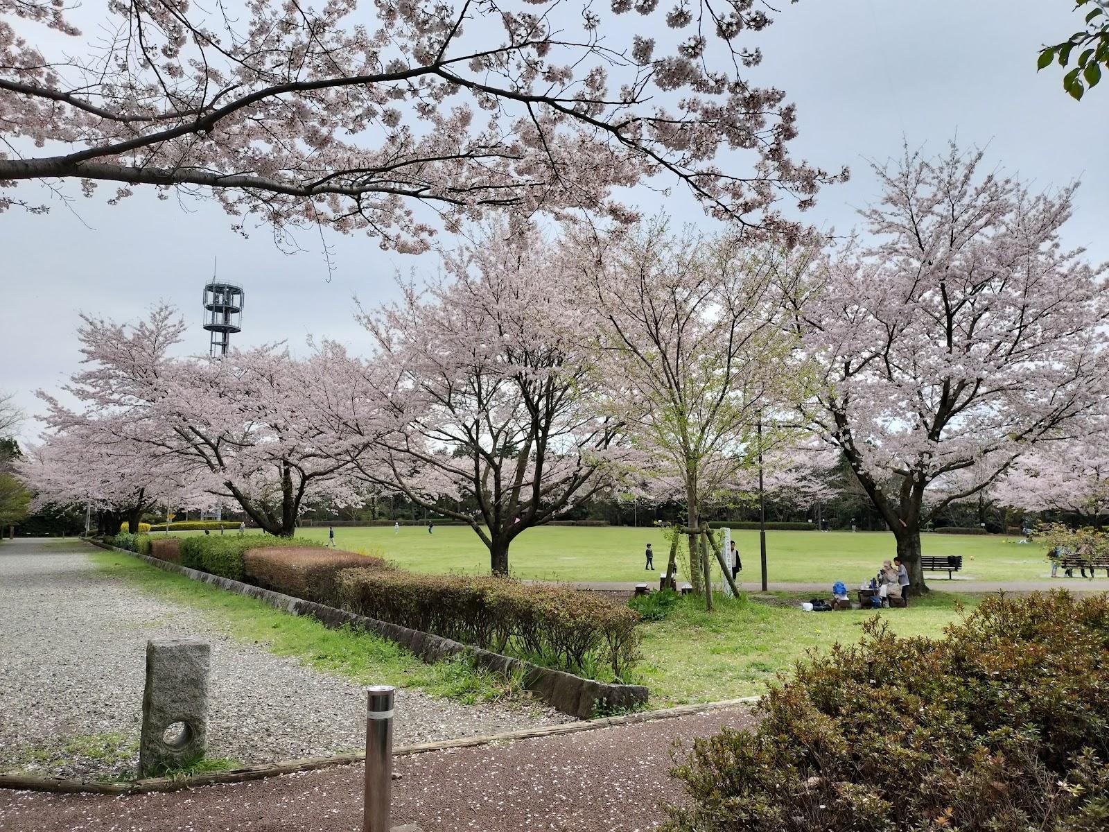 諏訪の原公園 多目的広場