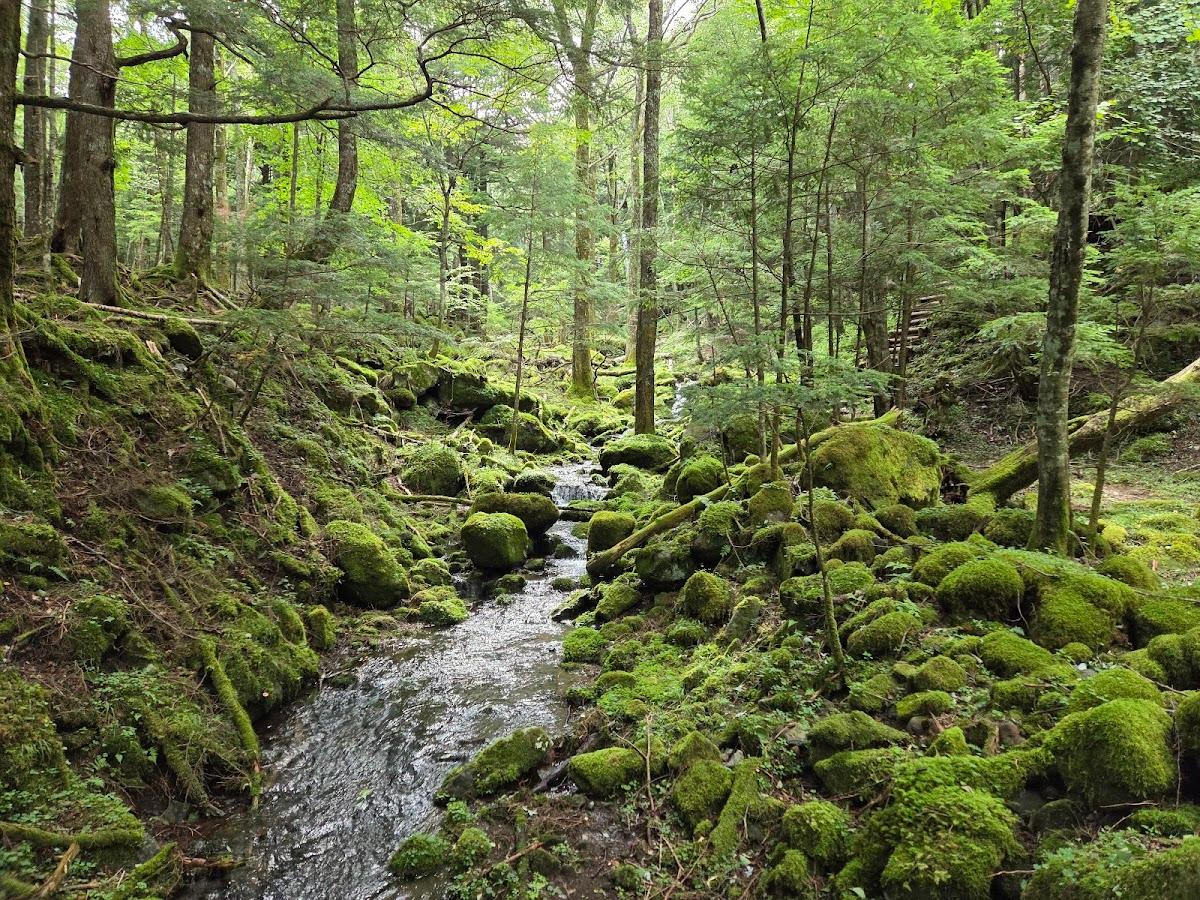 千ヶ滝 苔むした森の遊歩道
