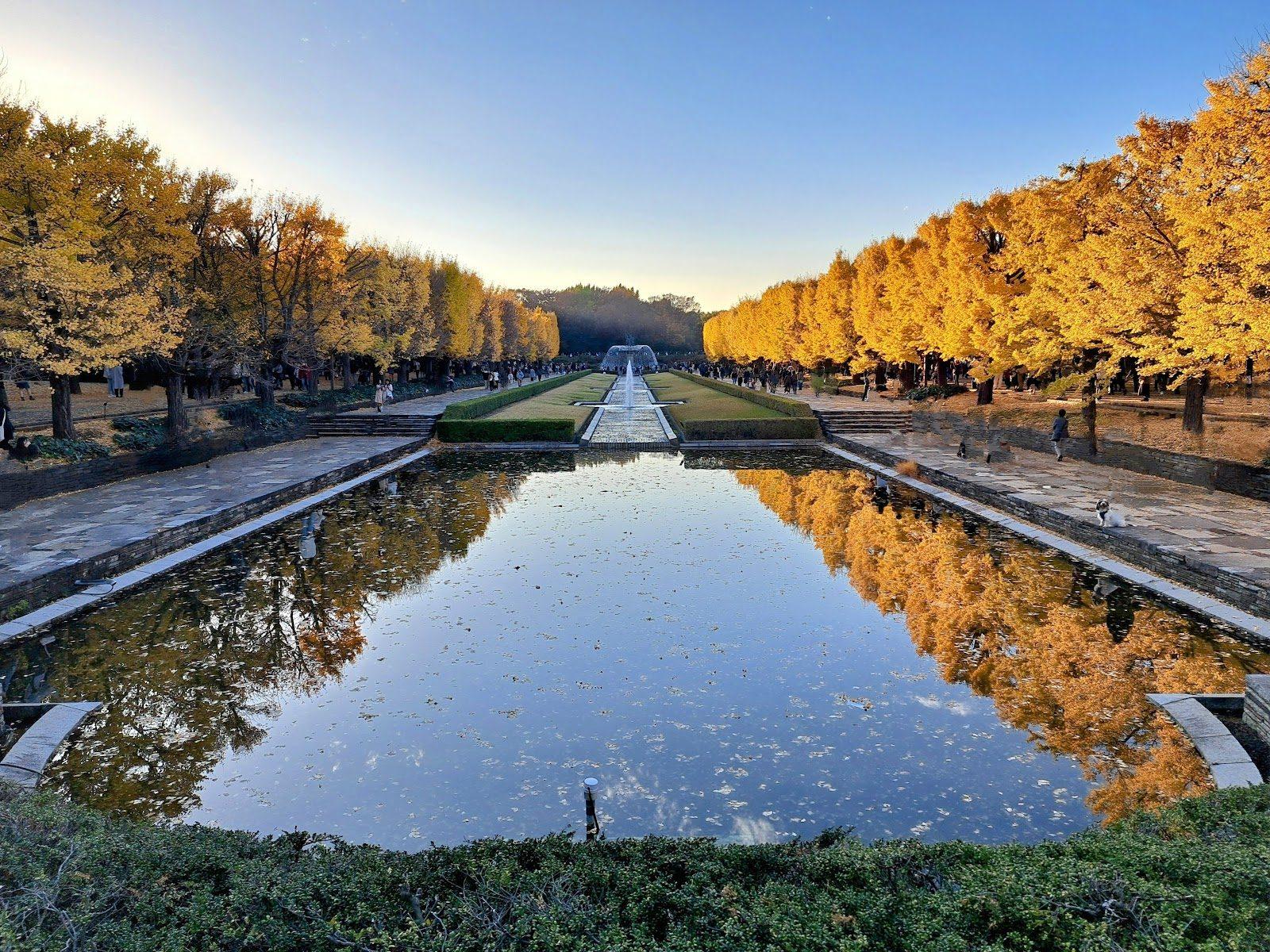 昭和記念公園 花と芝生のドッグラン散歩 の写真 2
