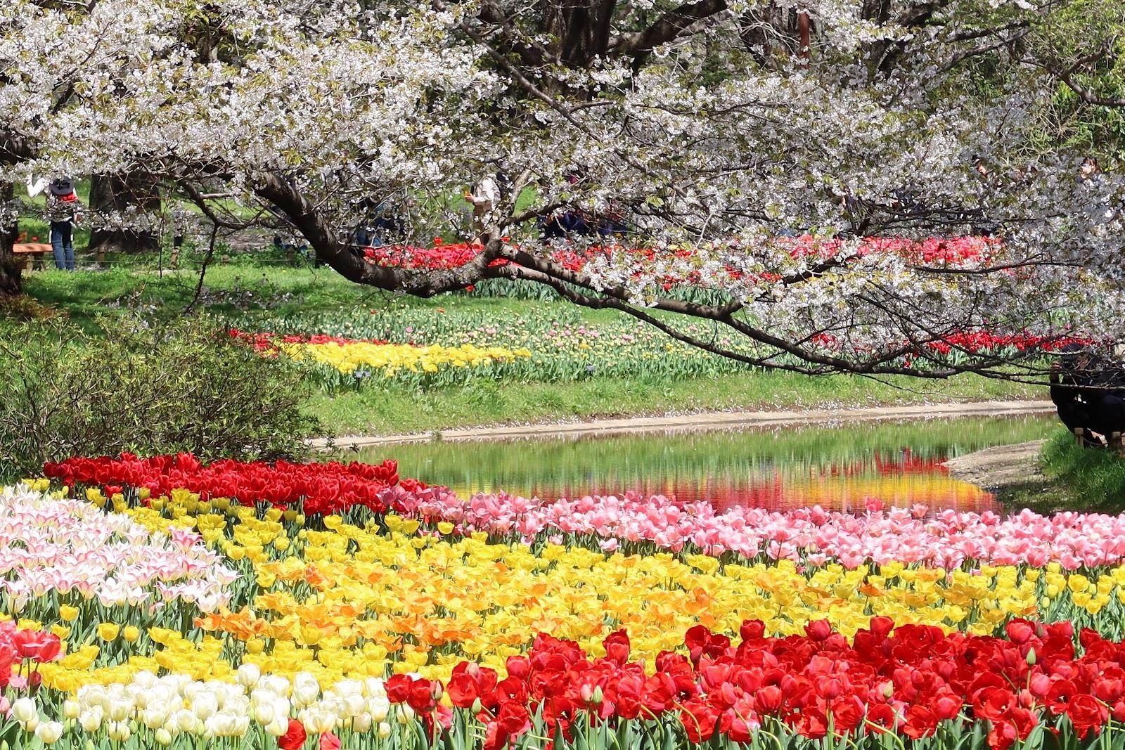 昭和記念公園 花と芝生のドッグラン散歩 の写真 3