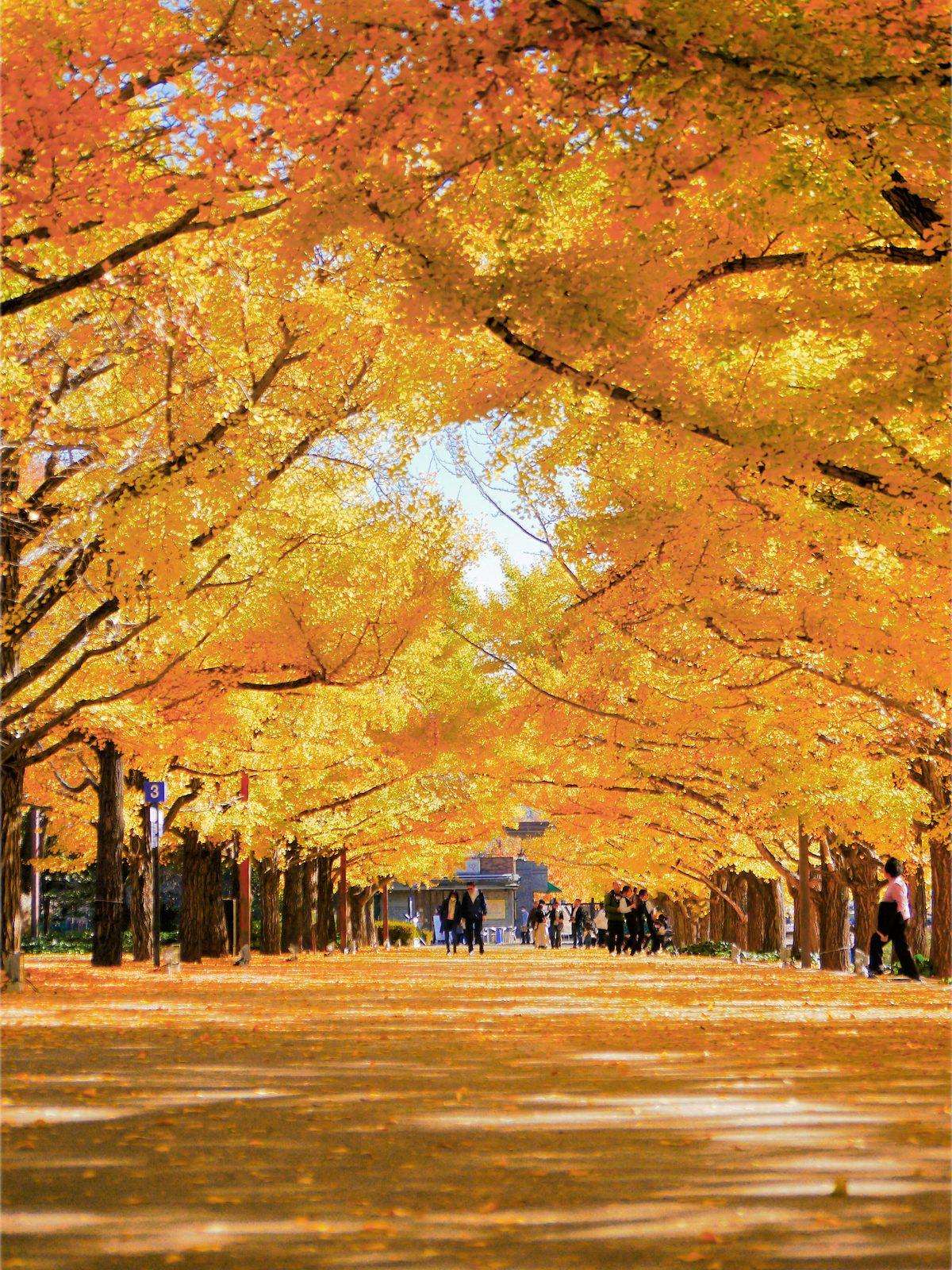 昭和記念公園 イチョウ並木