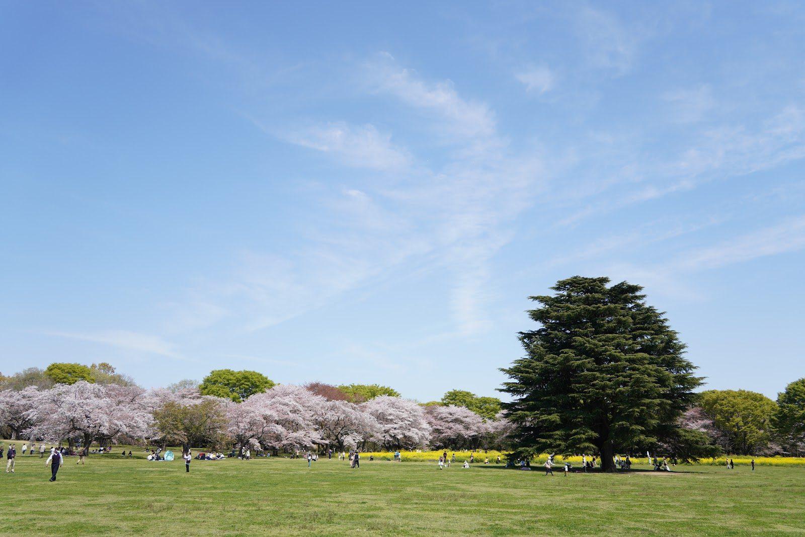 昭和記念公園 花と芝生のドッグラン散歩
